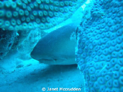 Sleeping nurse shark by Janet Mccrudden 